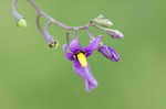 Climbing nightshade